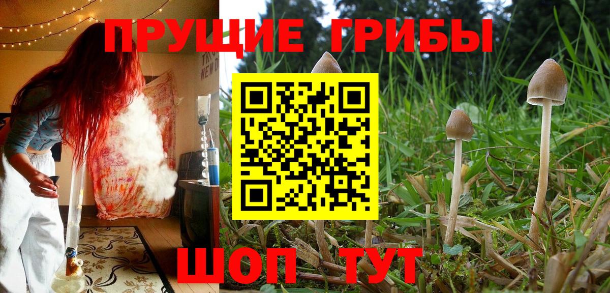 Псилоцибиновые грибы GOLDEN TEACHER Каспийск